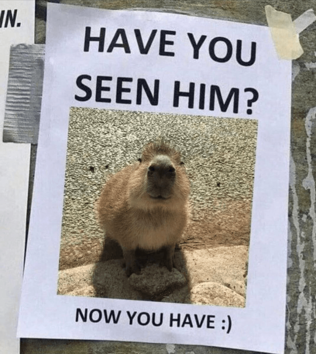 什么是Capybara($CAPYBARA)币?风靡一时的索拉纳Meme币故事